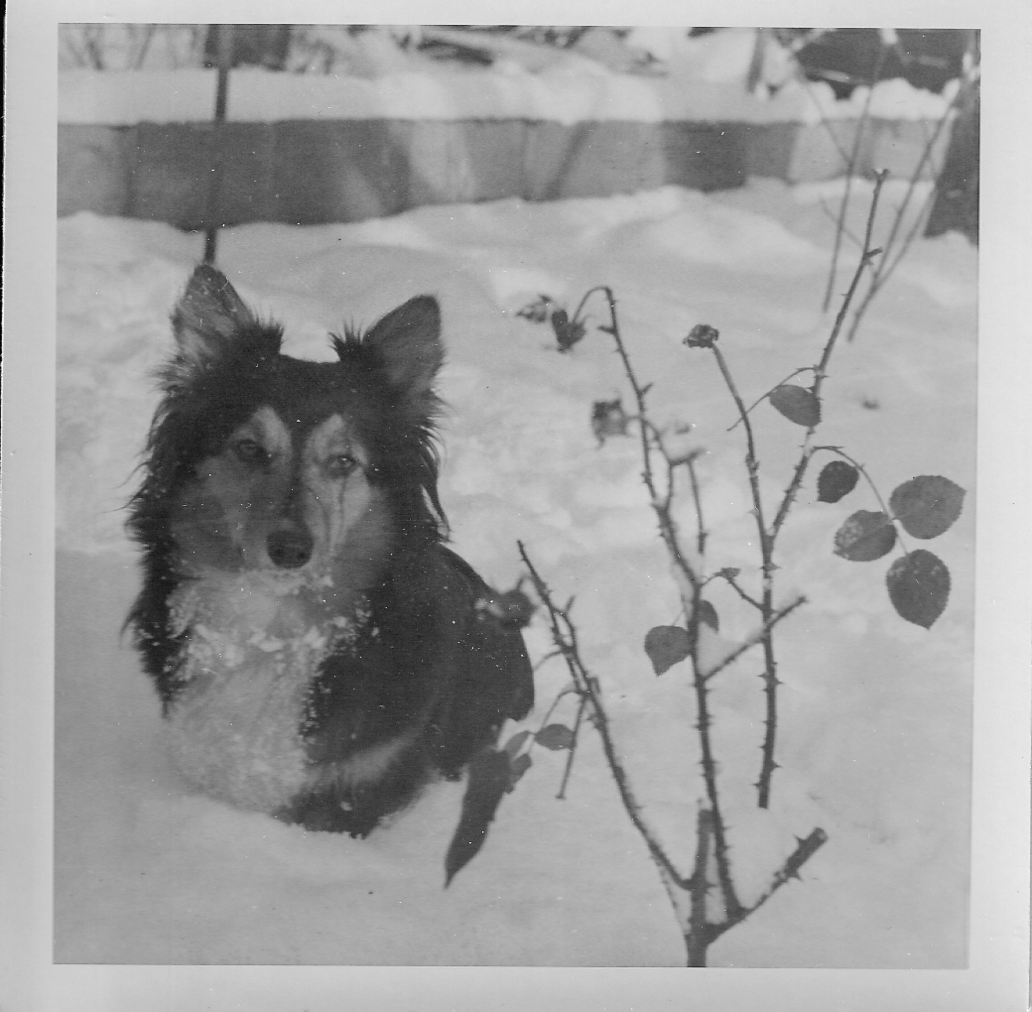 Dog in snow